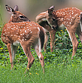 Summer Fawns