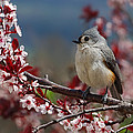 Tufted Titmouse On Ornamental Plum Blossoms