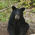 Young Bear 1