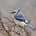Blue Jay Way