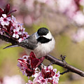 Spring Chickadee 