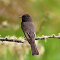 Black Phoebe