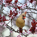 Spring Cardinal